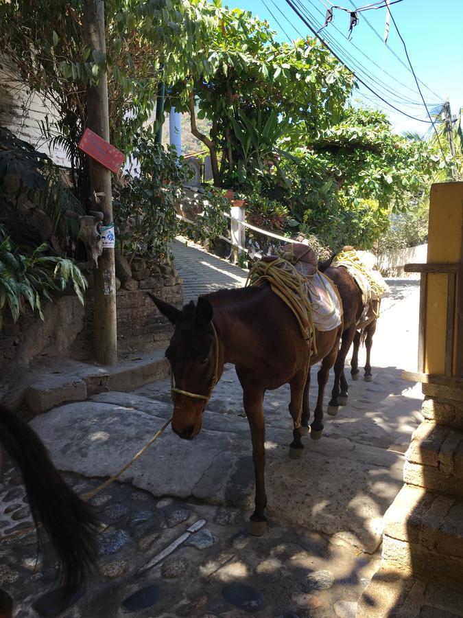 Vila Casa Berita Yelapa Exteriér fotografie